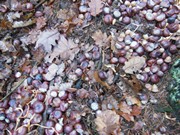 Výprava do lesa, krmení zvířátek